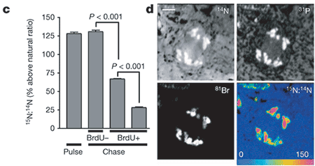 Stem cell division quantificiation with NanoSIMS