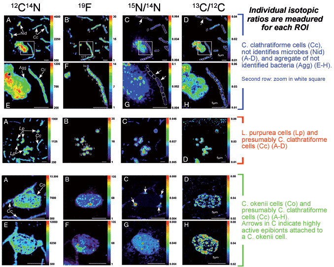  Ecophysiology of anaerobic phototrophic bacteria