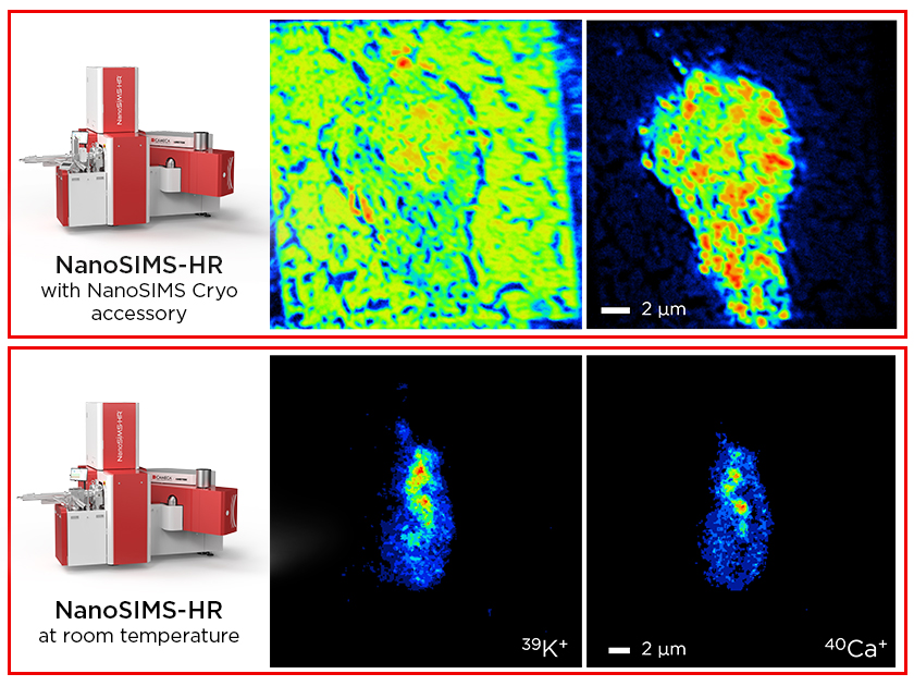 Neuron analysis with NanoSIMS Cryo